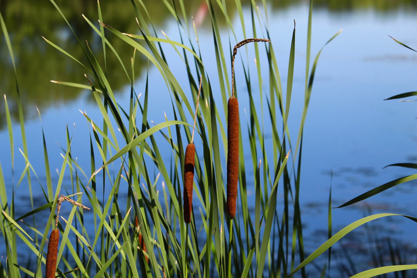 Cattail