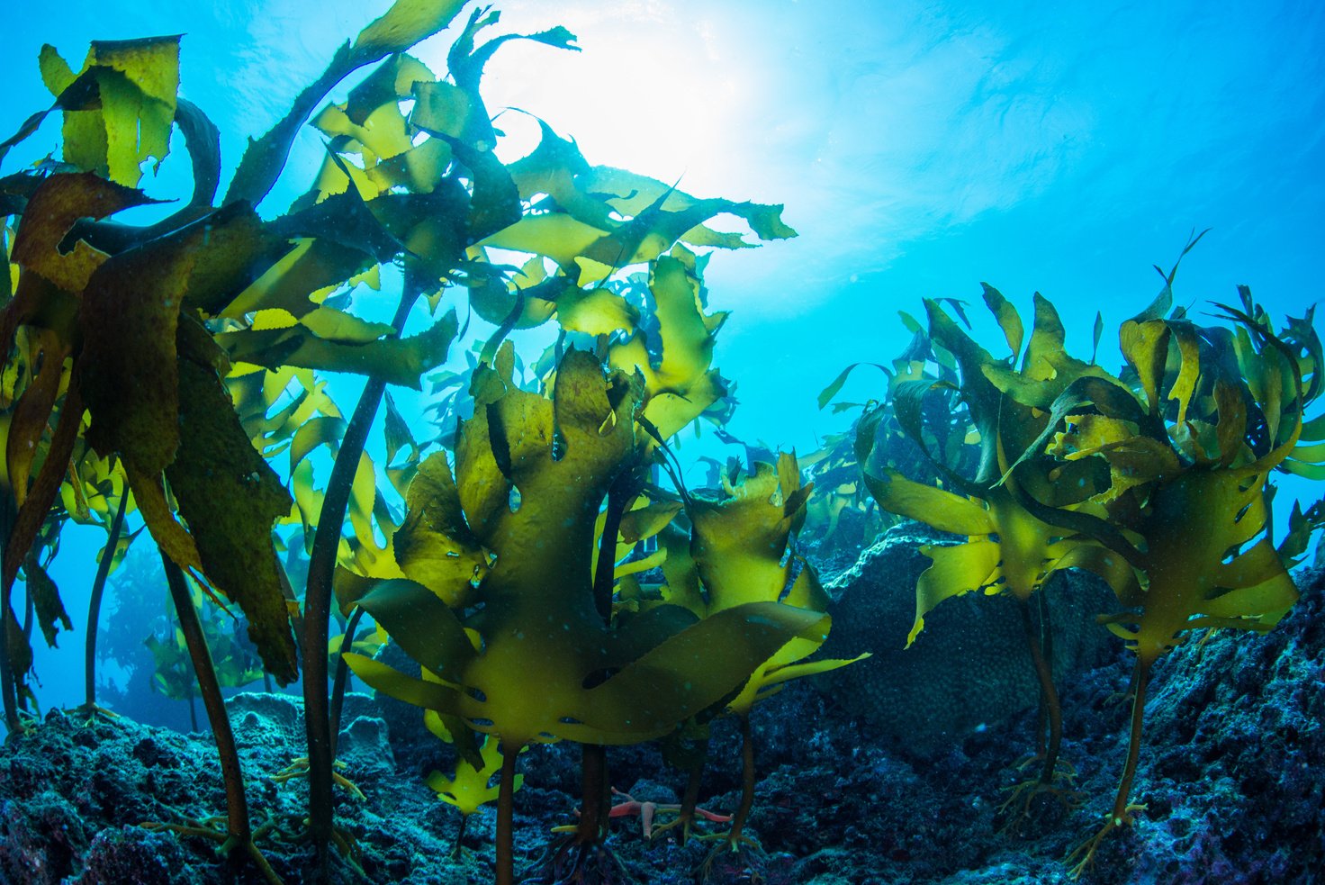 Green Seaweed